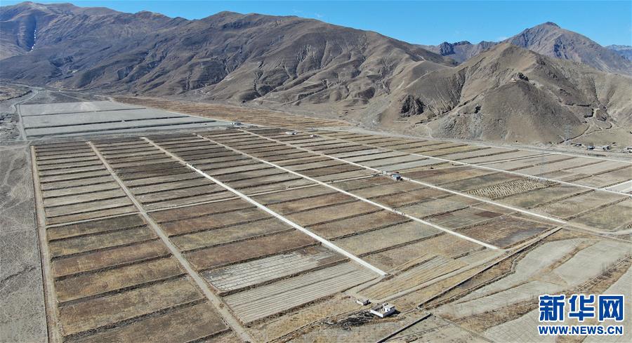 （图文互动）（4）种下春天的希望——西藏桑日县苗圃果园基地见闻