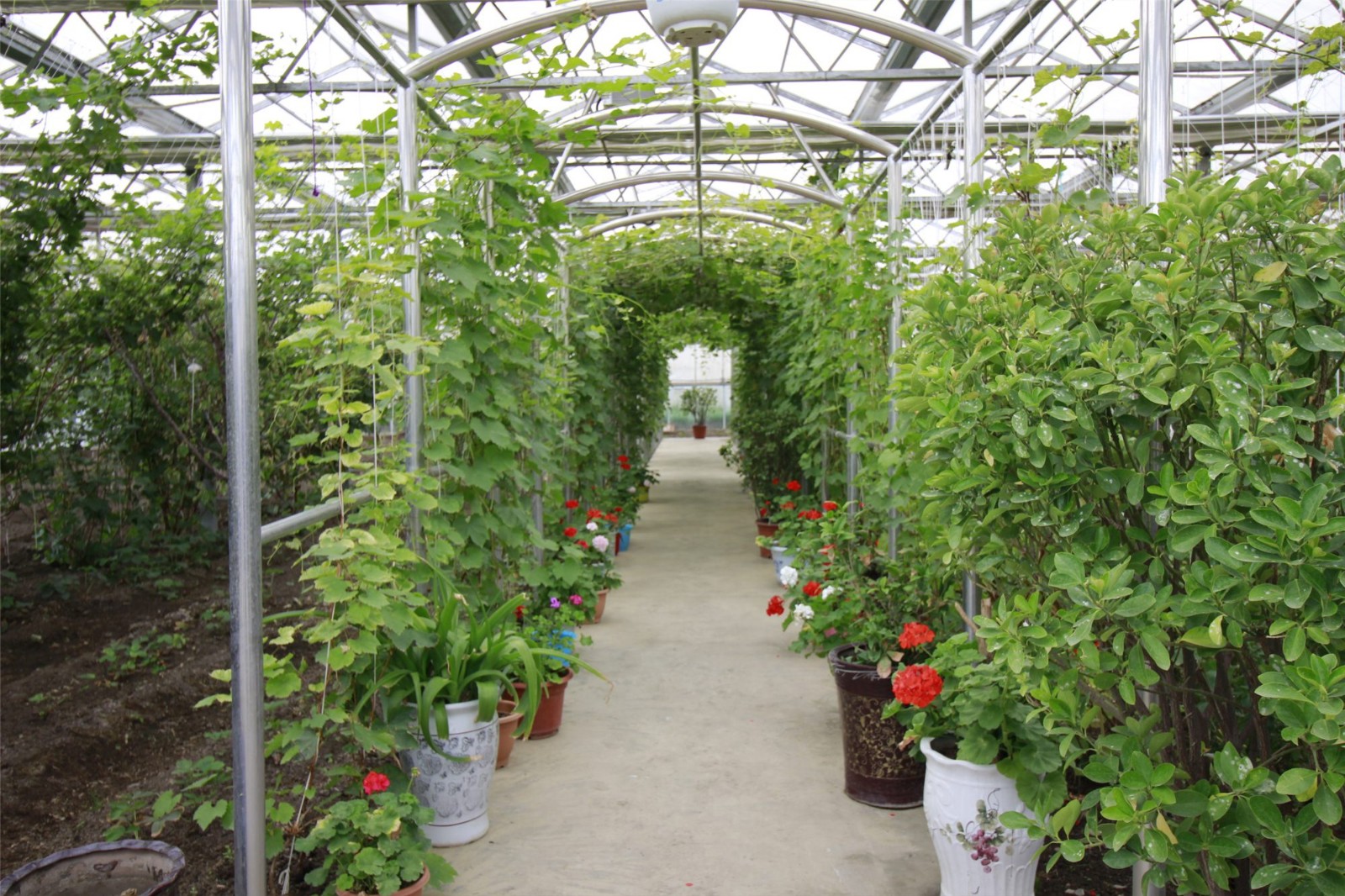 隆子县“菜篮子”工程园区基地_副本.jpg 隆子县“菜篮子”工程园区基地_副本.jpg