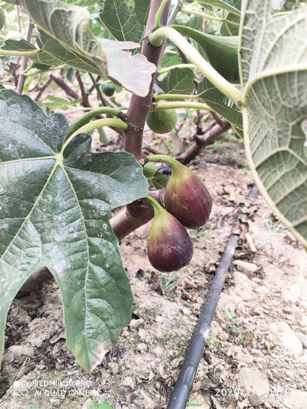 sunqq072_s.jpg sunqq072_s.jpg