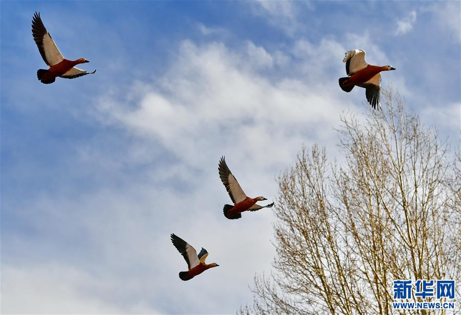 （新华视界）（3）冬日里的拉鲁湿地