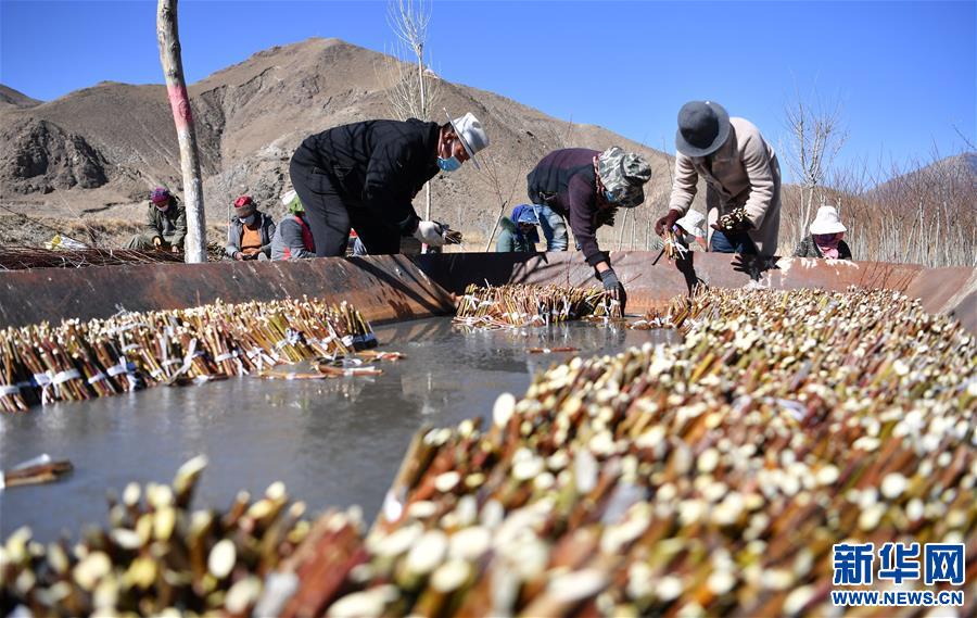 （图文互动）（1）种下春天的希望——西藏桑日县苗圃果园基地见闻