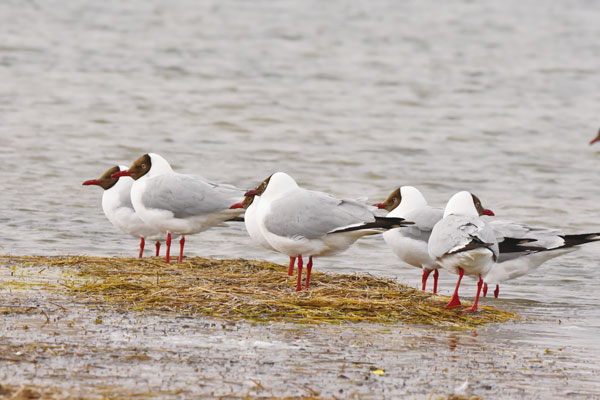 gongrq9b71.jpg gongrq9b71.jpg