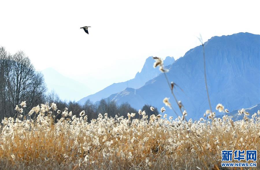 （新华视界）（2）冬日里的拉鲁湿地