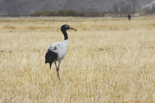 gongrq9b68.jpg gongrq9b68.jpg