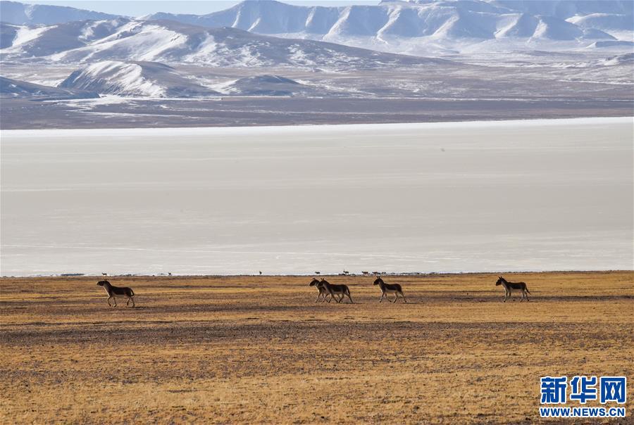 (新华全媒头条·图文互动)(3)跨越半个世纪的生命迁徙——西藏极高海拔生态搬迁破解人与自然共生难题