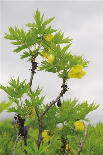 res01_attpic_brief.jpg res01_attpic_brief.jpg