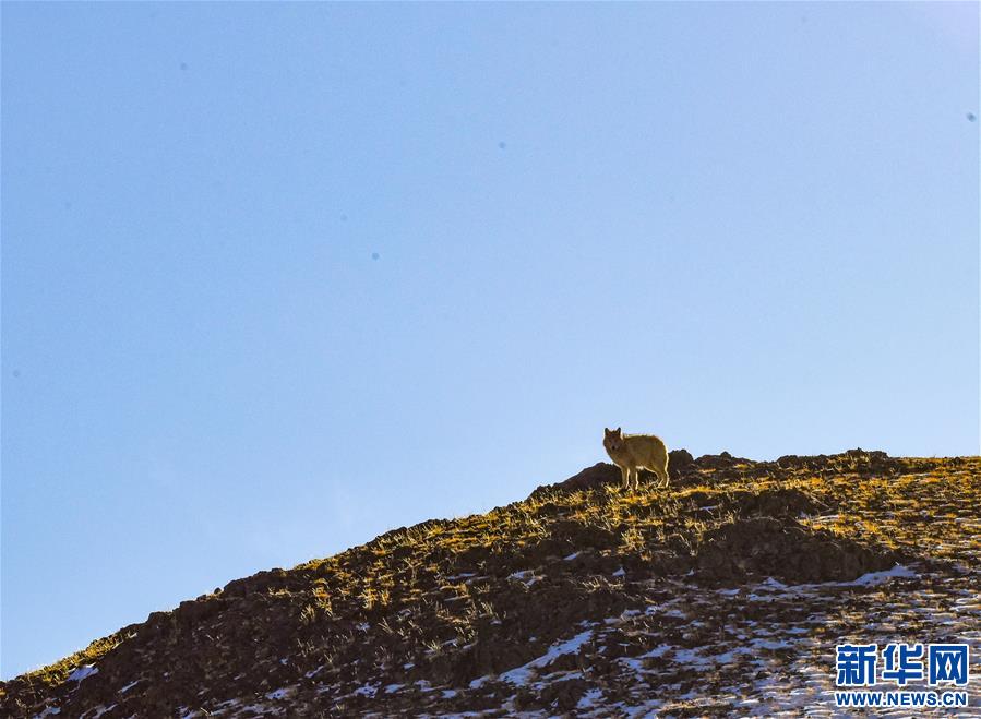 (新华全媒头条·图文互动)(4)跨越半个世纪的生命迁徙——西藏极高海拔生态搬迁破解人与自然共生难题