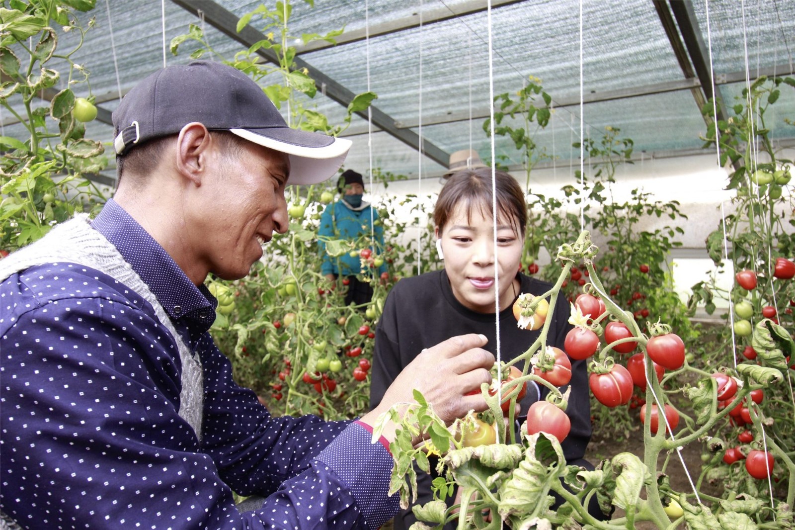 群培(左)向同事讲授西红柿培育技术_副本.jpg 群培(左)向同事讲授西红柿培育技术_副本.jpg