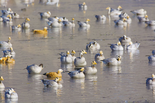 gongrq9b72.jpg gongrq9b72.jpg